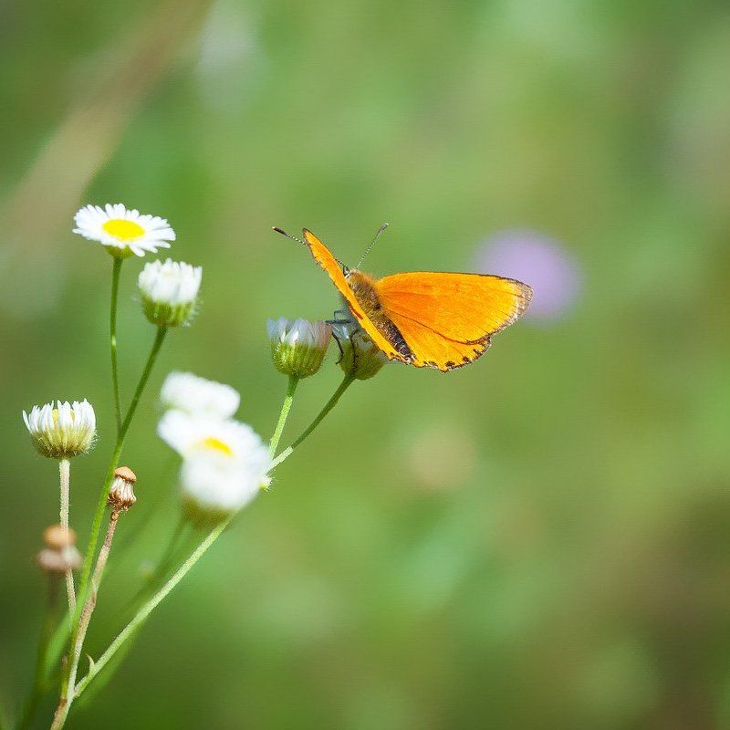 *-*-* фото превью
