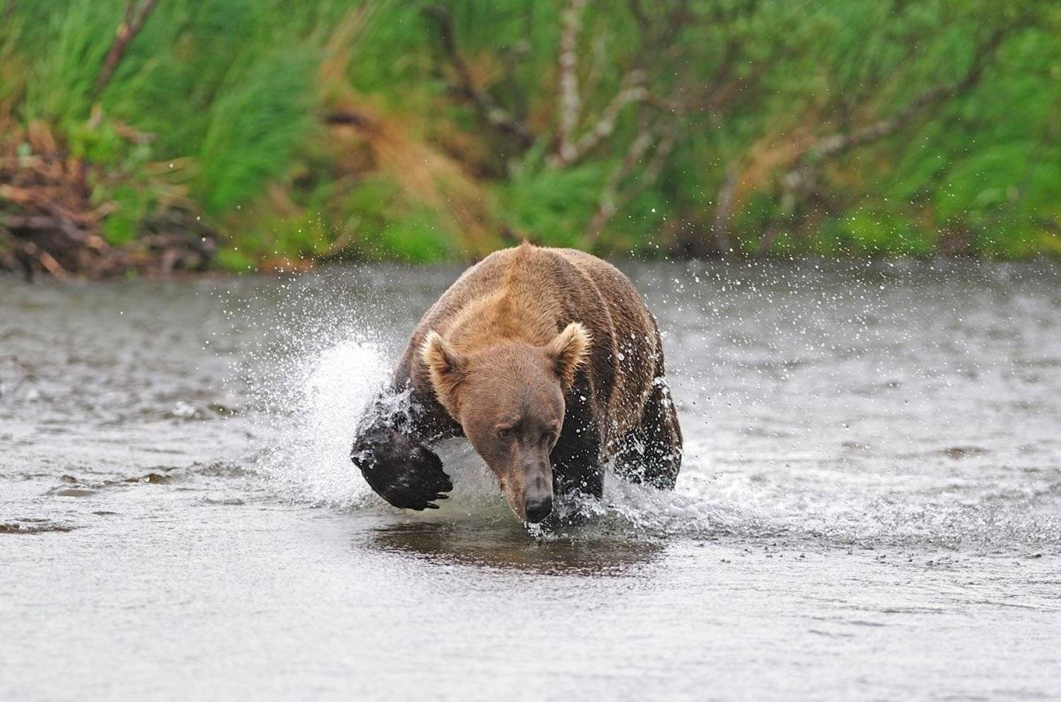 , Алексей Тищенко