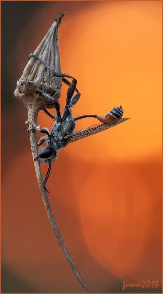 , Игорь ФУММ