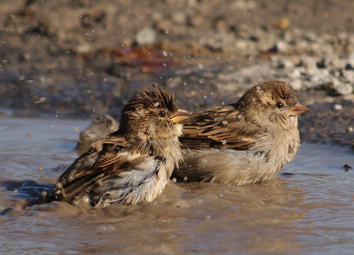 , Игорь Олейник