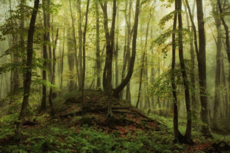 *** фото превью