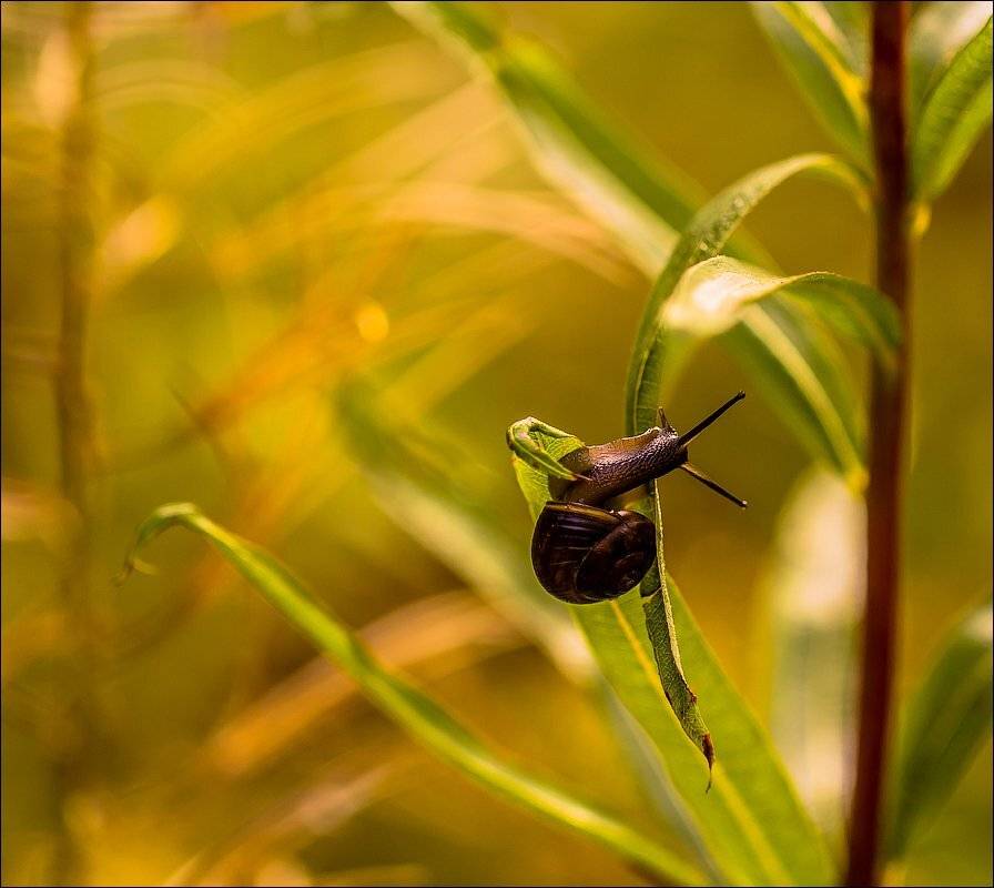 , Бурлов Андрей