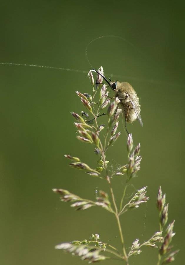 , Чепленко Алексей