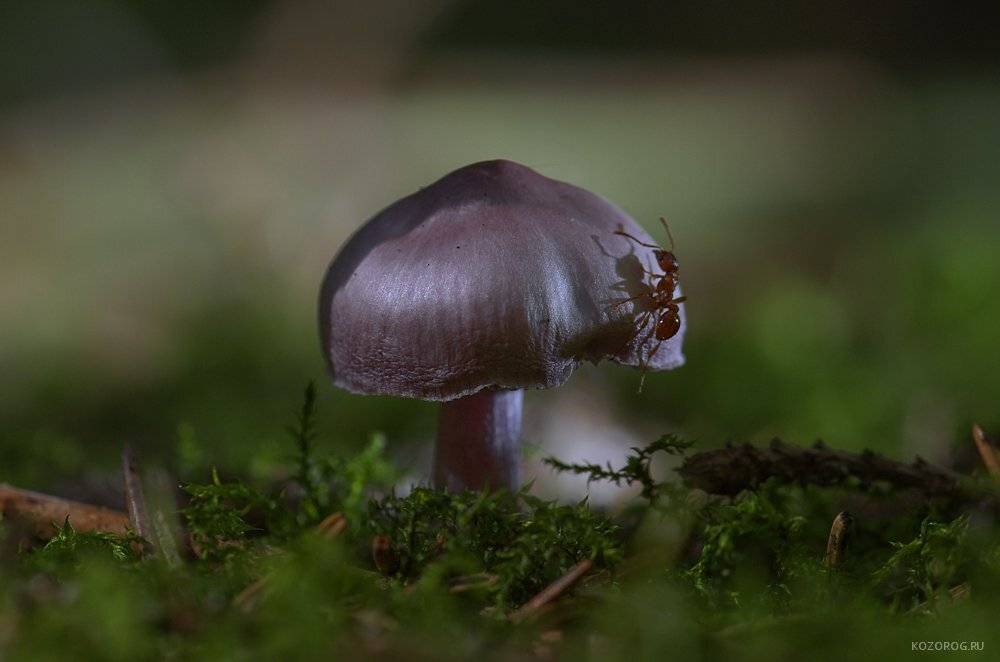 , Ирина Козорог