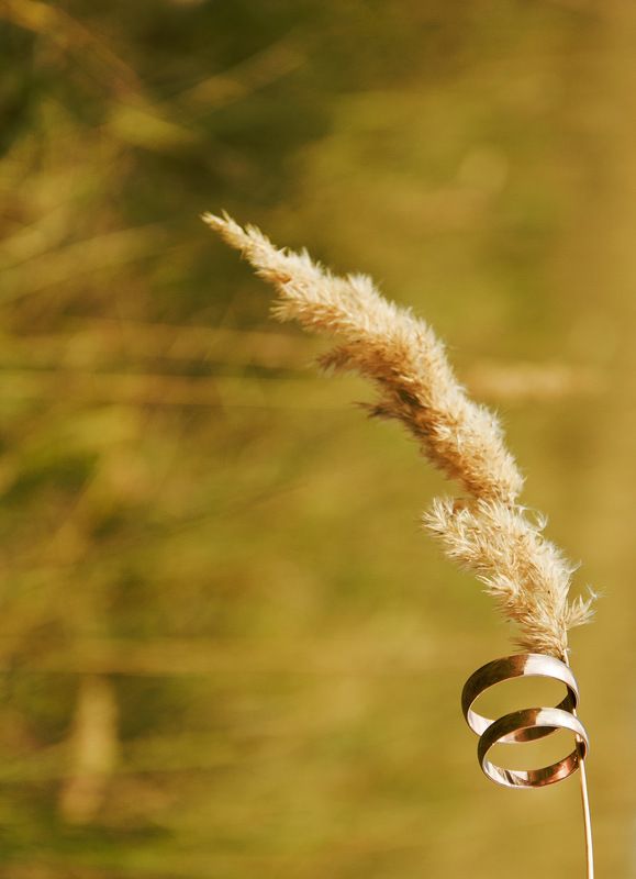 Золото, Колос, Кольцо, Луг, Поле Золото фото превью
