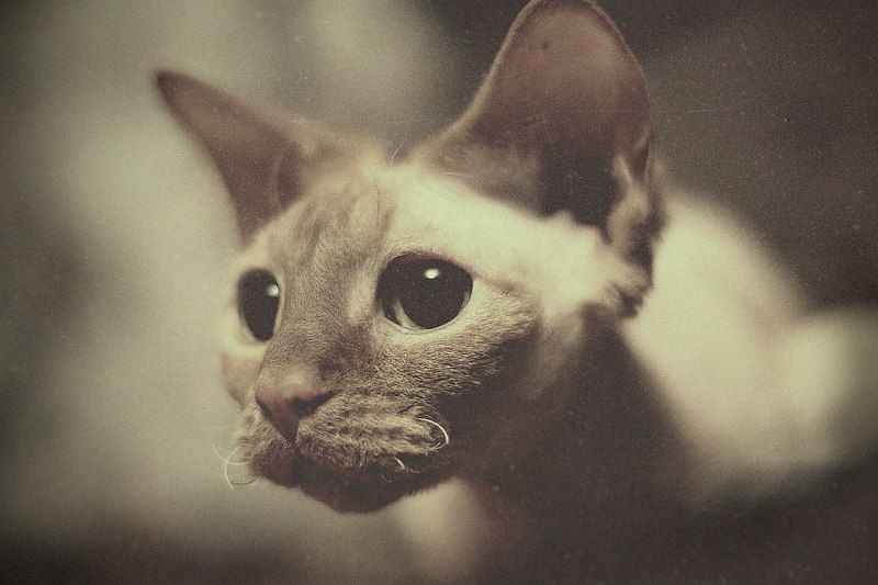 Кошка КоКо\'шка фото превью