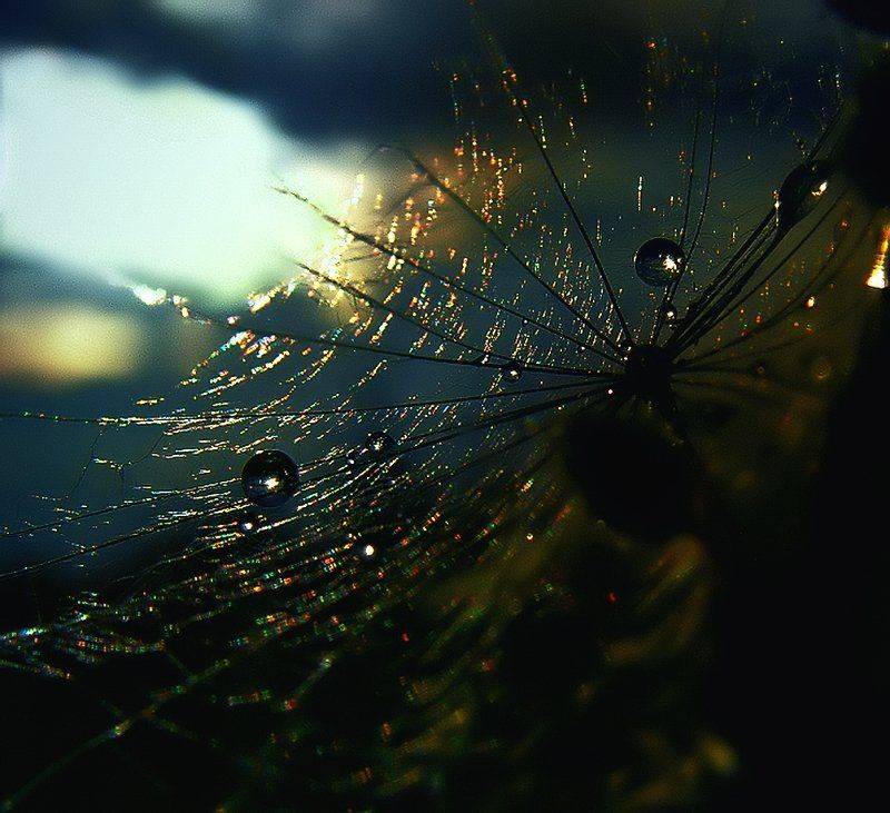 wake,macro,sony,drops,water,, Эмеральд Ваке &copy;