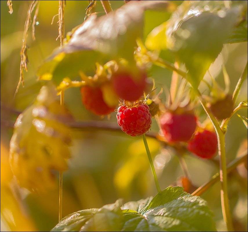 , Бурлов Андрей