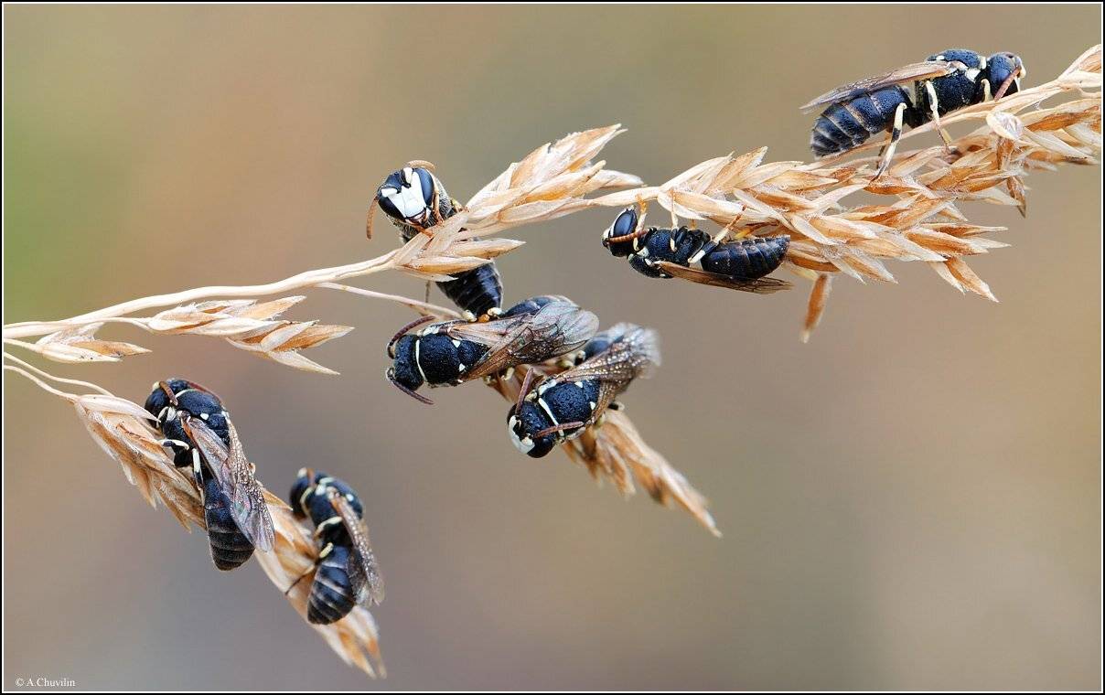 утро,сон,пчёлы,общежитие, Александр Чувилин