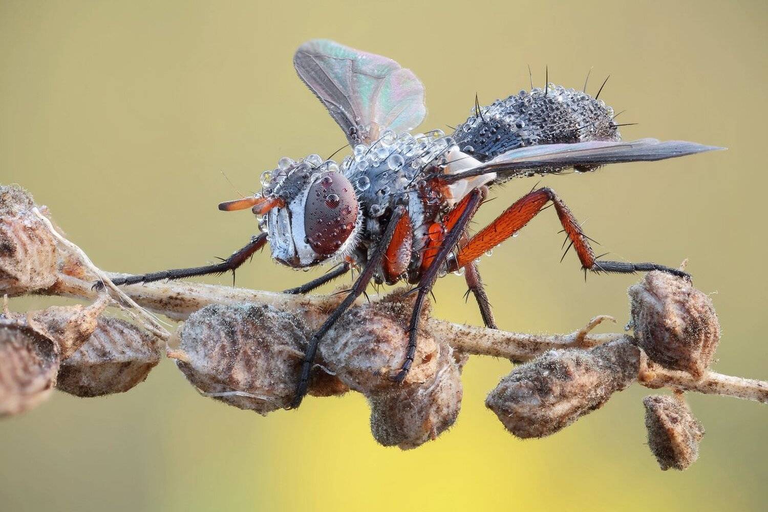 , Вадим Ходаковский