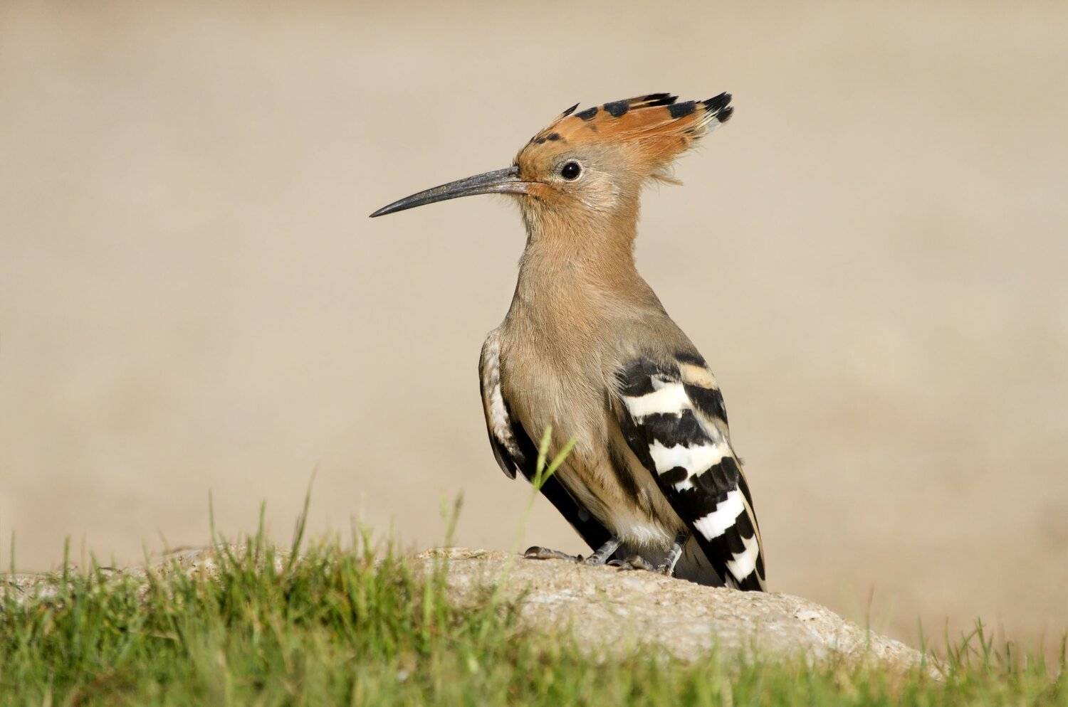, Александр Гусар