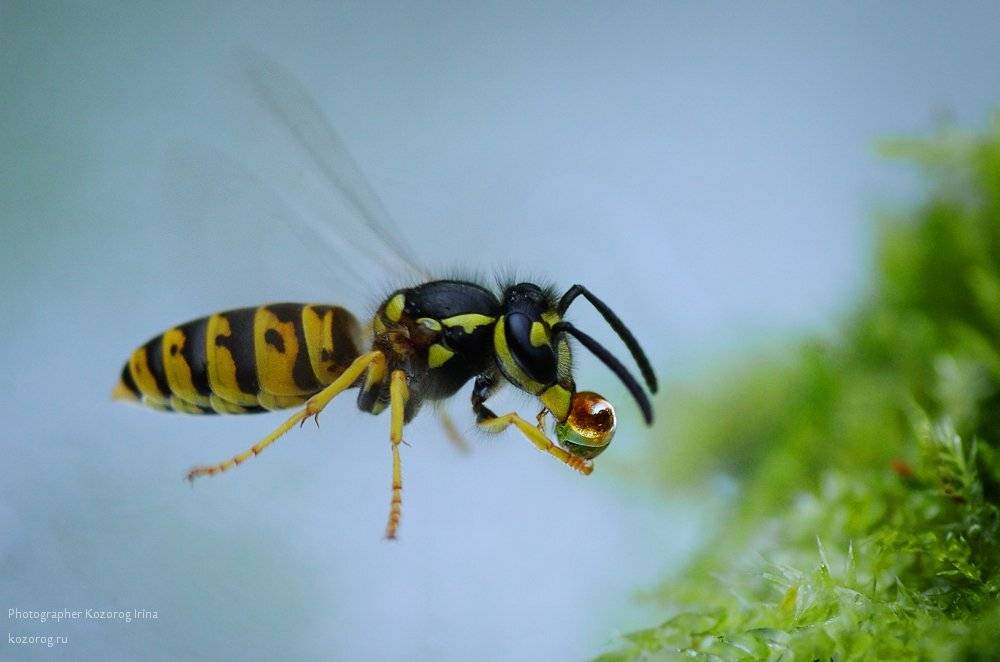 , Ирина Козорог