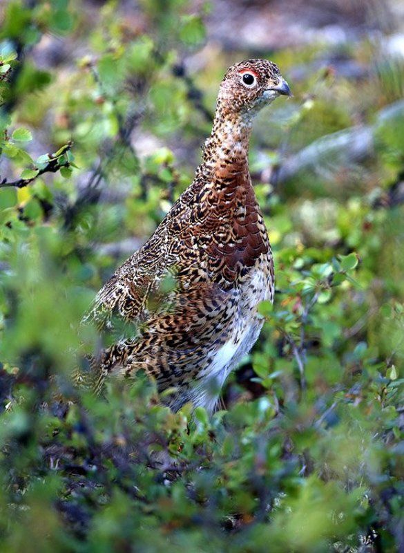 Куропач фото превью