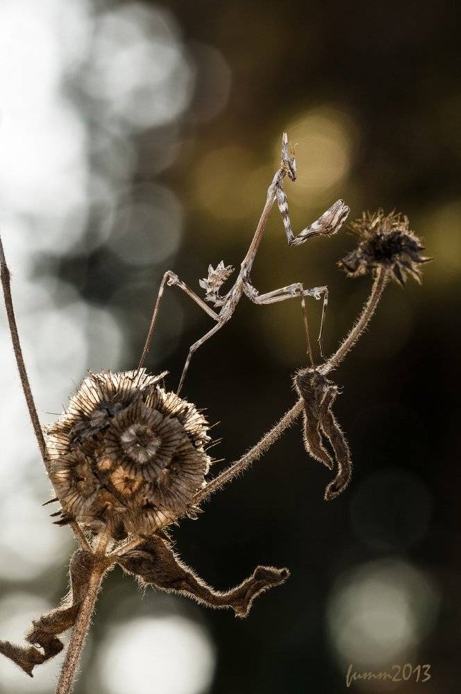 , Игорь ФУММ