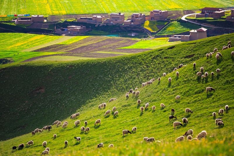 Aba Tibetan House фото превью