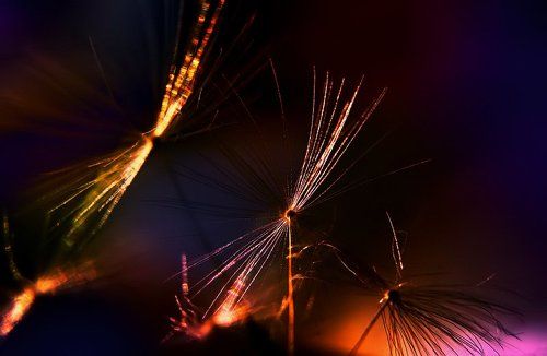 Lähempänä Voikukka