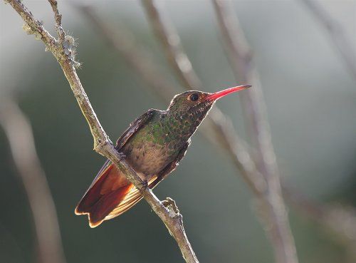 А в солнечной Бразилии....
