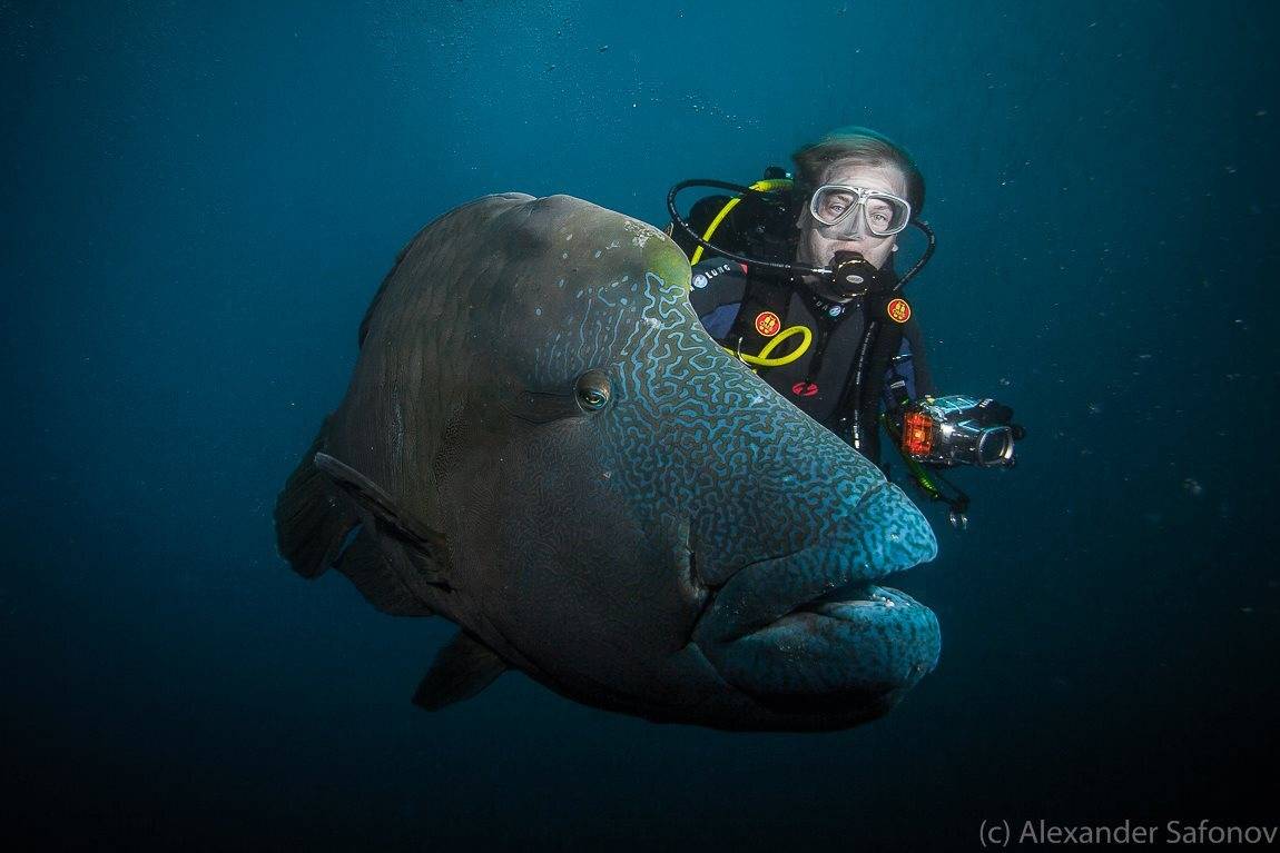, Александр Сафонов