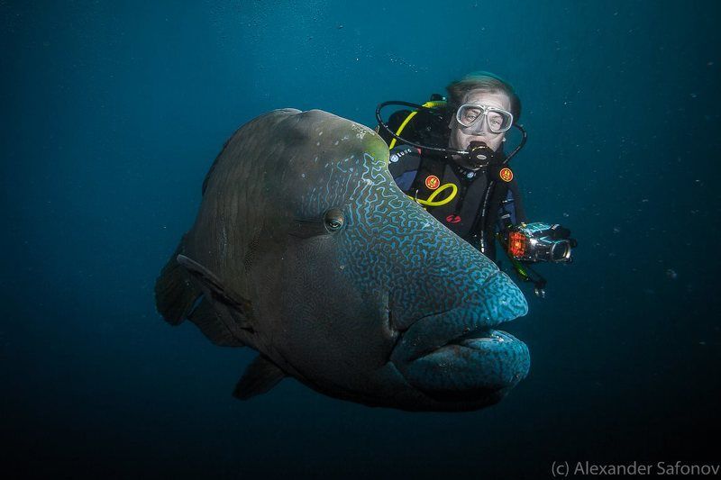 buddies фото превью