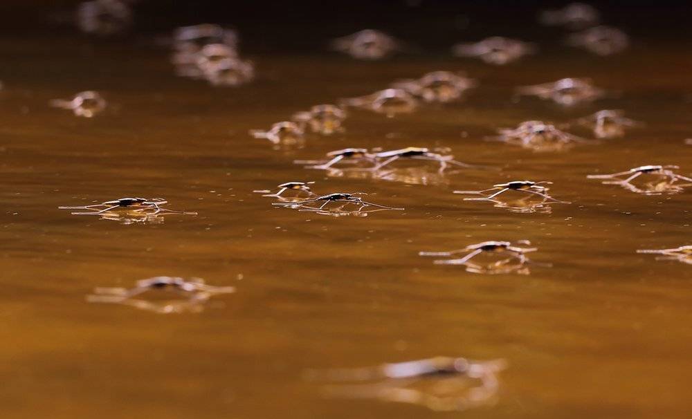 , Иваненко Светлана