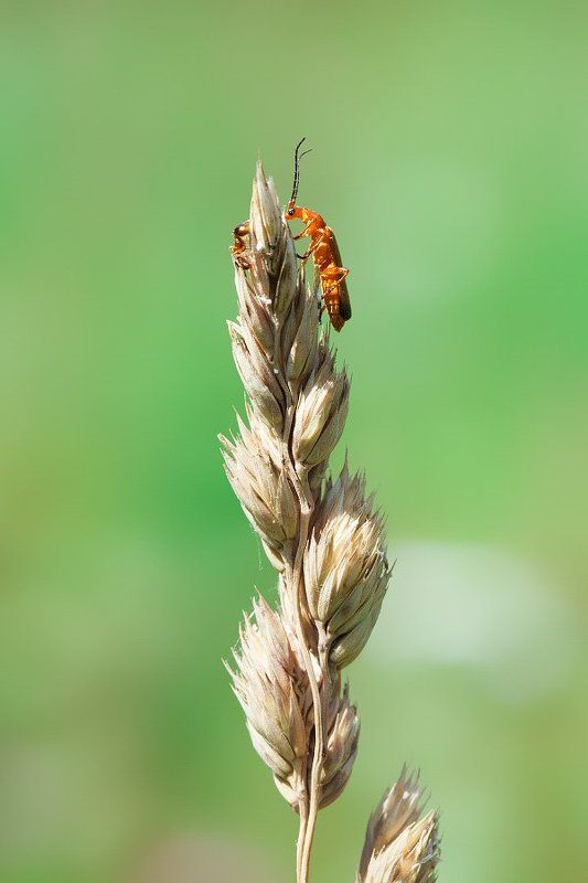 Жук, Макро, Муравей, Природа Ацкий сотона или *Ну кто там еще?* фото превью