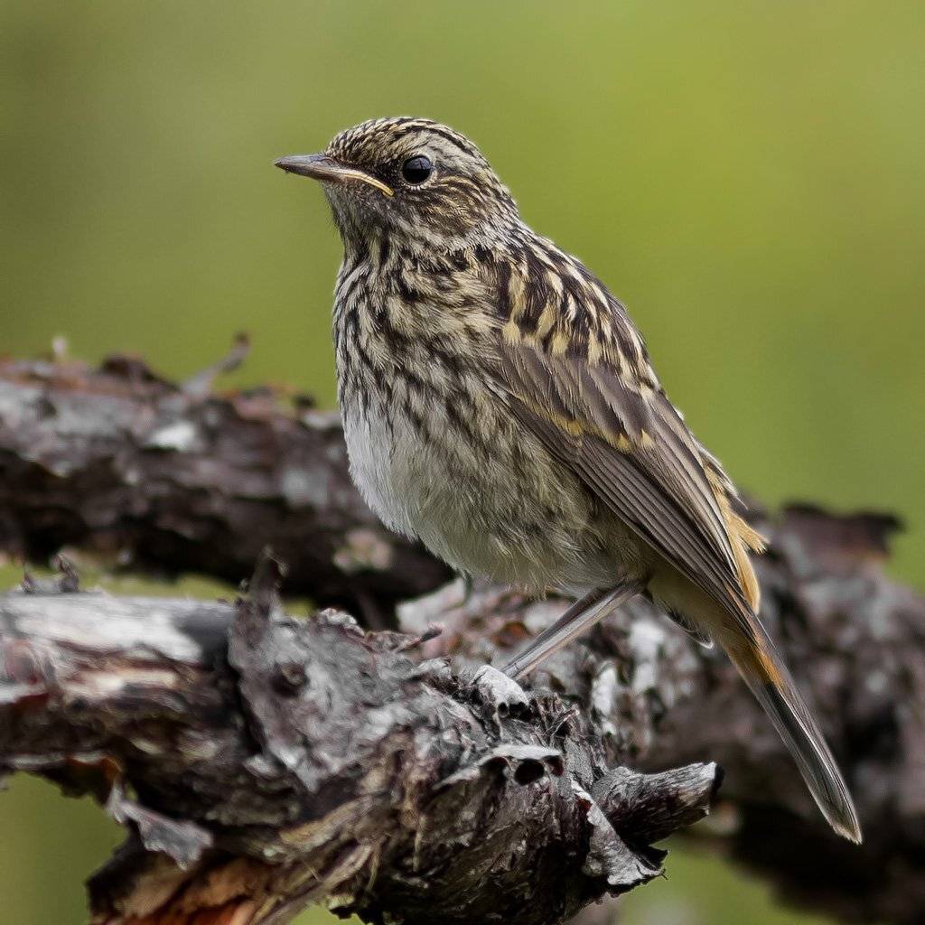 , Ляпустин Юра