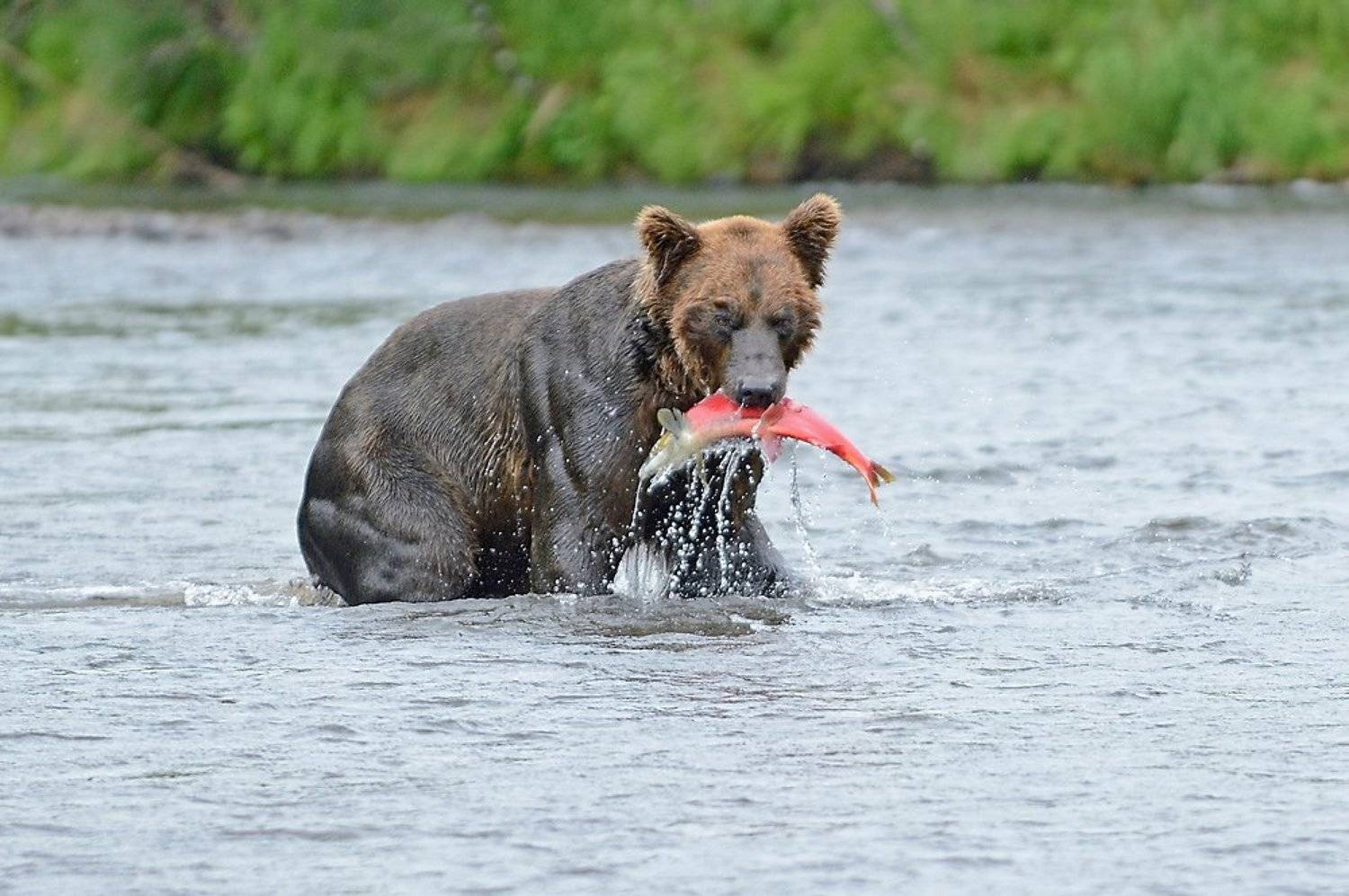 , Алексей Тищенко