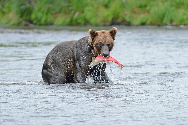 Catch of the day фото превью