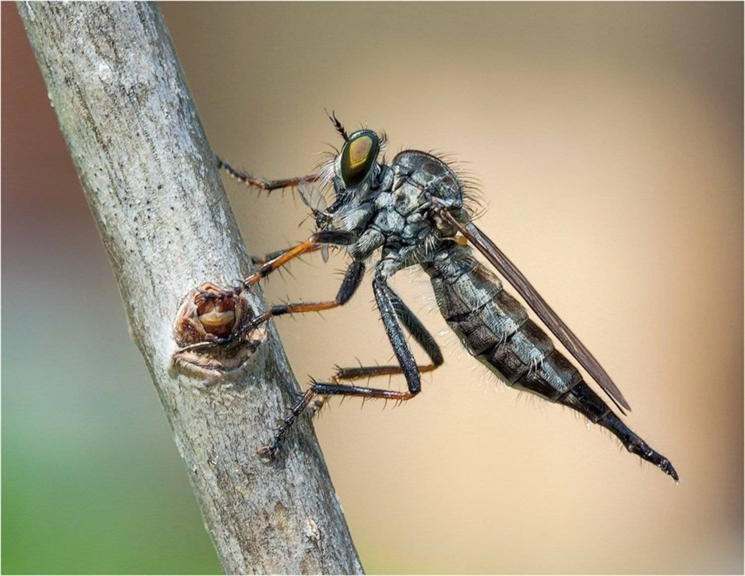 , Uncle_Vova (Владимир Веснин)