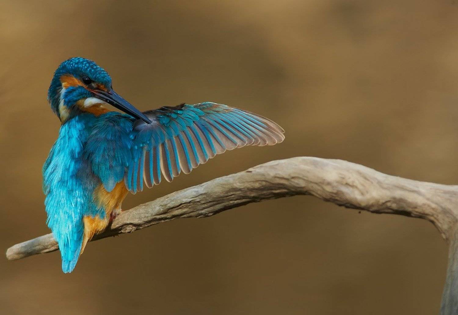 Зимородок, Саров, Фотограф, Александр Чибиркин