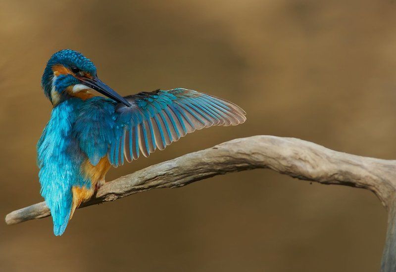 Зимородок, Саров, Фотограф Воооот такую рыбу вчера поймал! фото превью