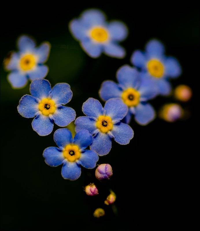 , Бурлов Андрей