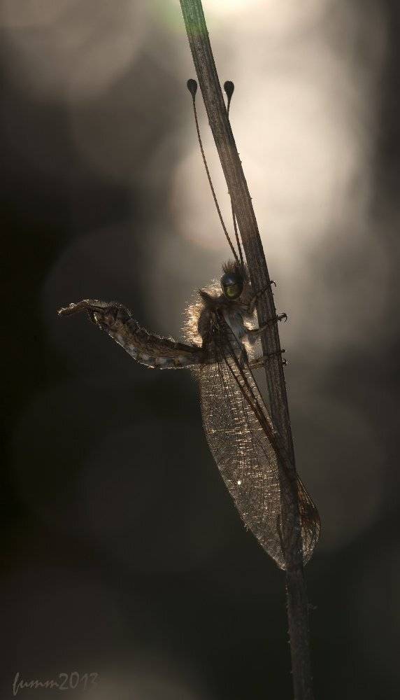 , Игорь ФУММ