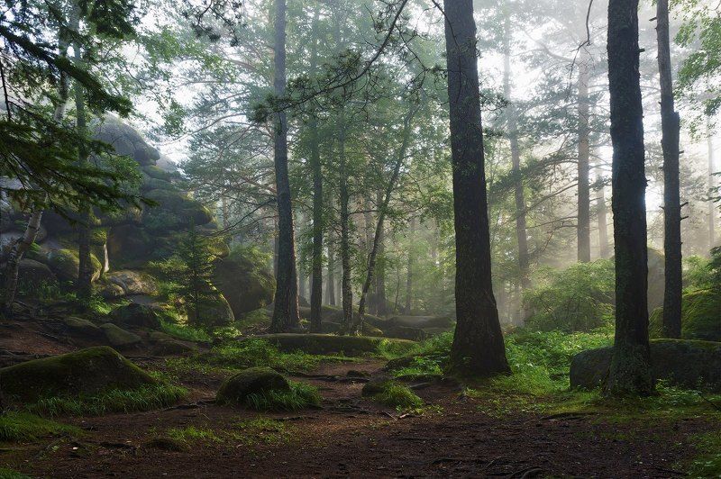 Лес, Туман, Утро В заповеднике фото превью