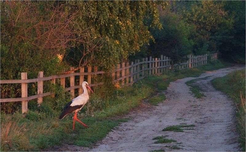 ...выйду я на улицу,гляну на село... фото превью