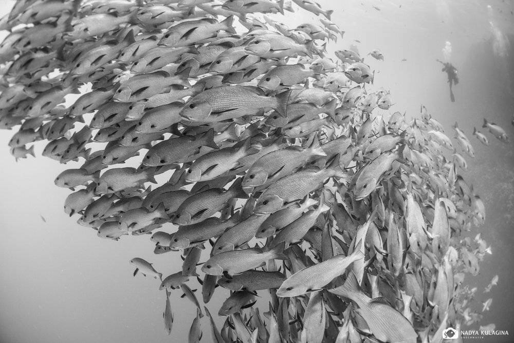 black & white, black and white, red sea, snapper, underater, красное море, луциан, черно-белое фото, Nadya Kulagina