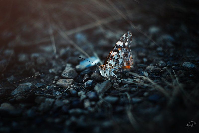 Репейница фото превью