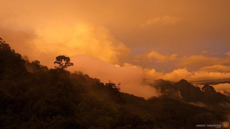 rain forest фото превью