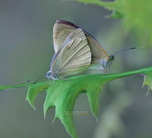 macro
