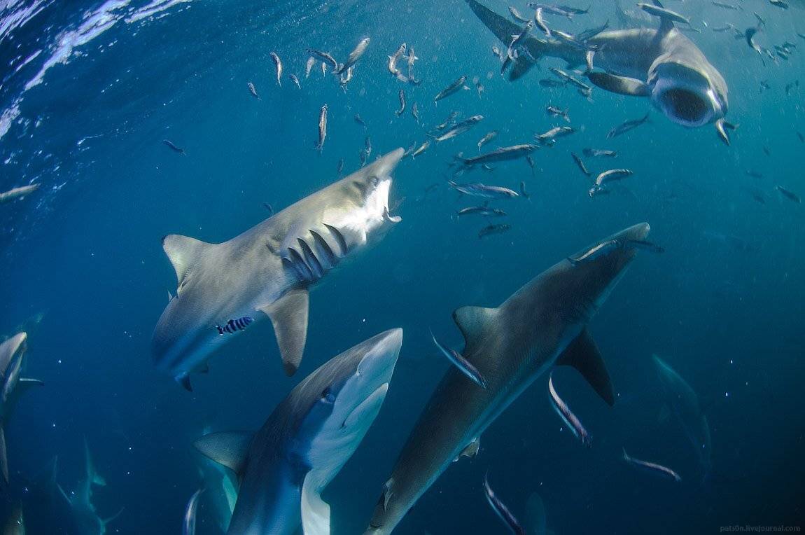 , Александр Сафонов