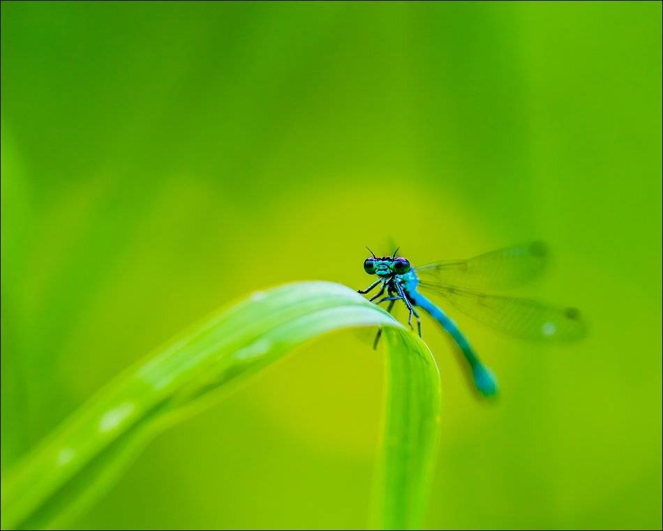 , Бурлов Андрей