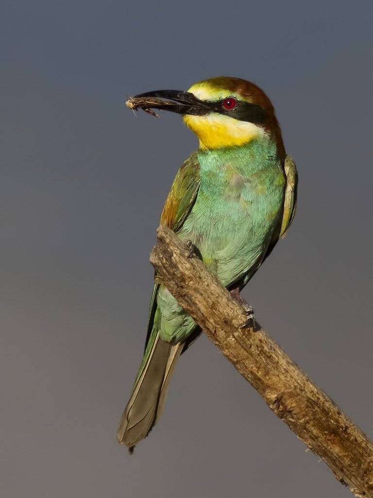 , Ляпустин Юра