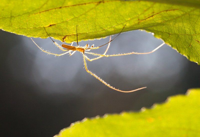 * фото превью