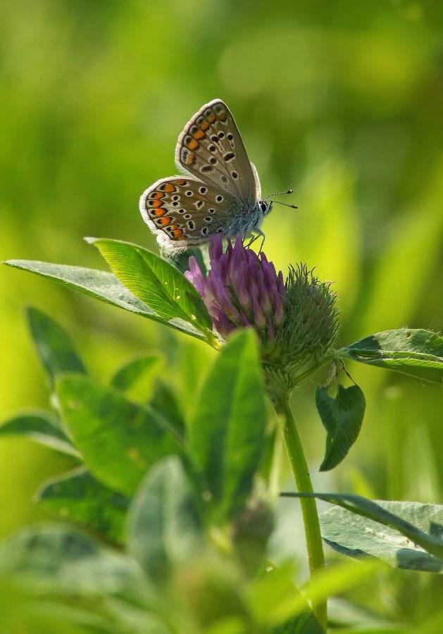 , Чепленко Алексей