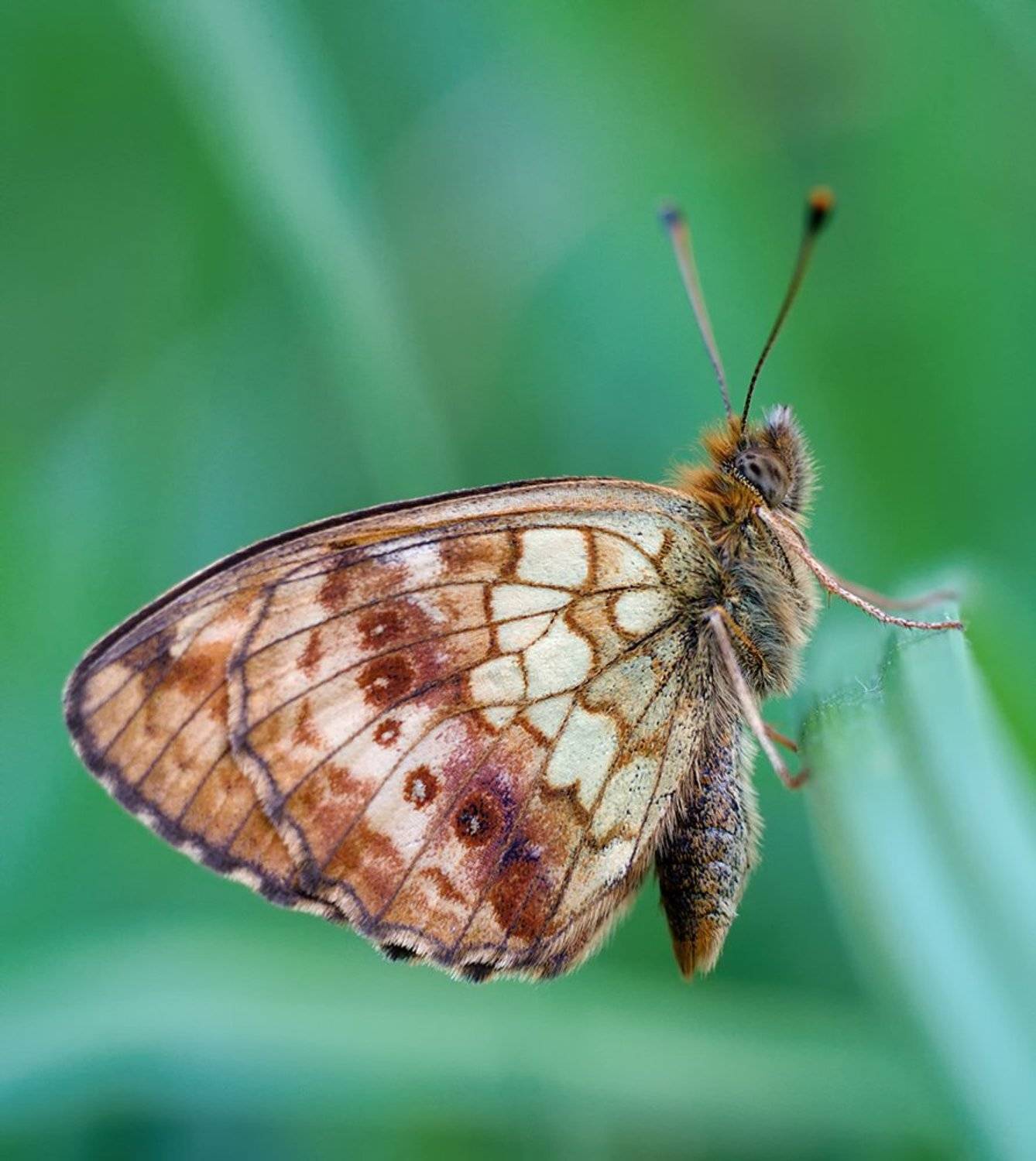closeup, macro, макро, насекомое, шашечница, Alexey Gnilenkov