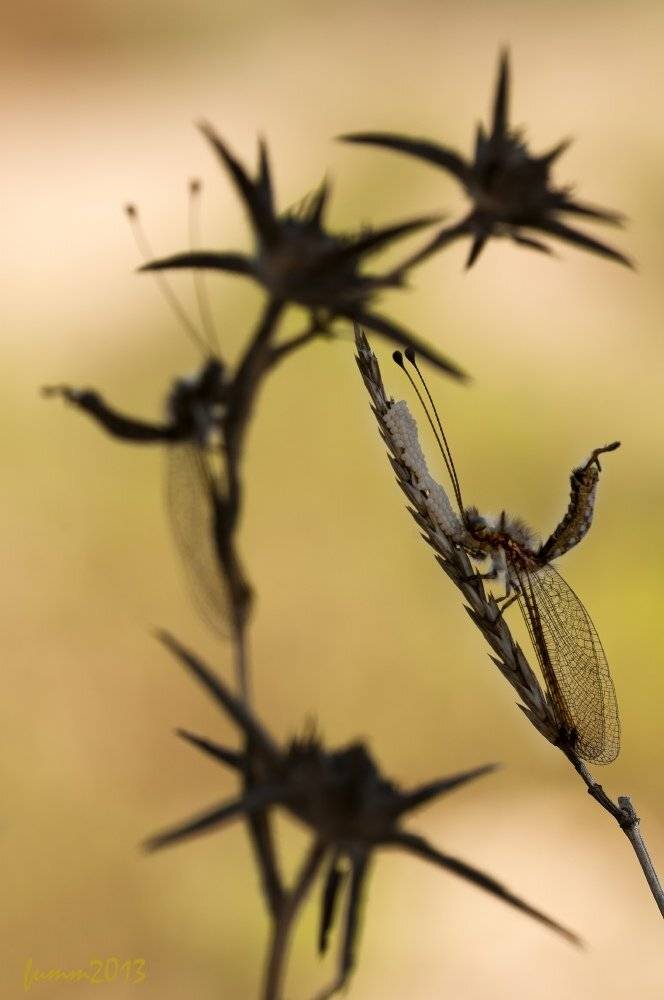 , Игорь ФУММ