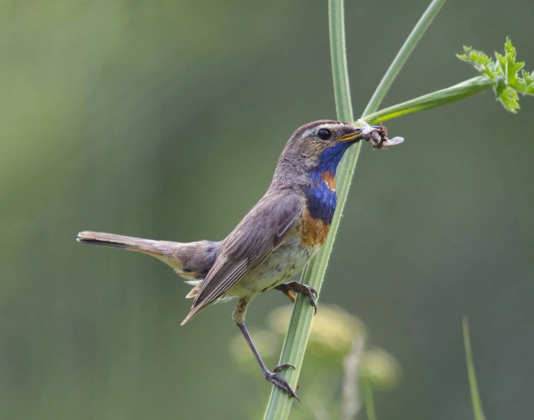 , Сергей Волков