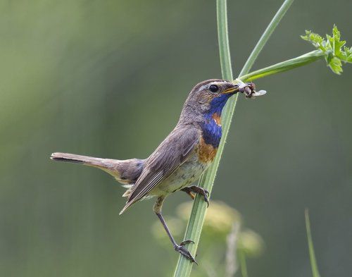 Кушать подано!