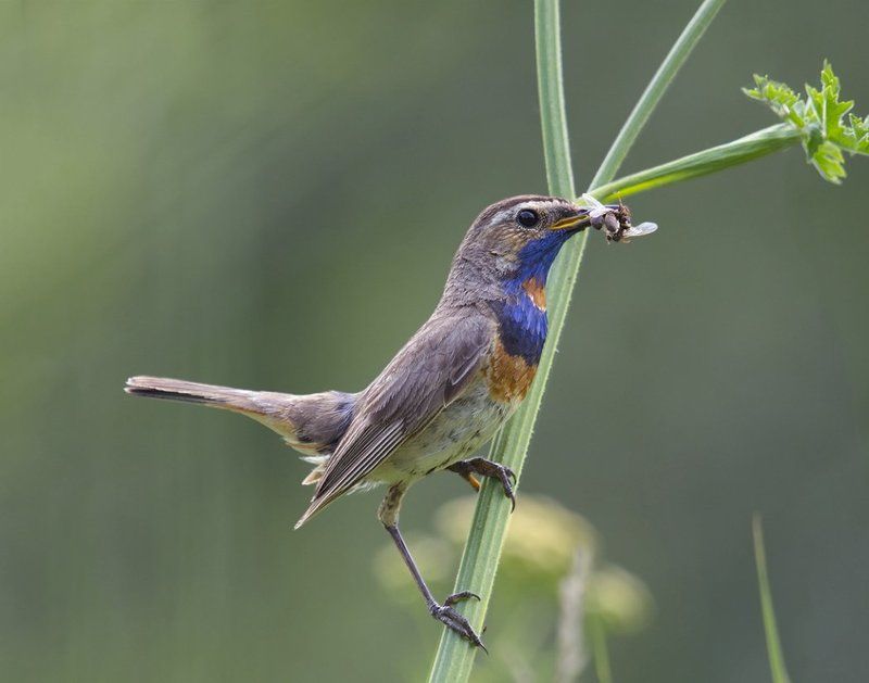 Кушать подано! фото превью