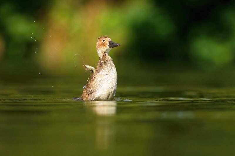 kacka фото превью